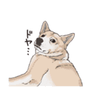 むなげ犬ちゃむさん（個別スタンプ：40）