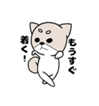 柴犬『さくら』（個別スタンプ：3）