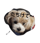おいでよ♪マルプー（個別スタンプ：2）