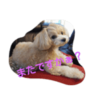 おいでよ♪マルプー（個別スタンプ：3）