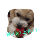 おいでよ♪マルプー（個別スタンプ：4）