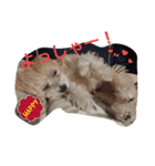 おいでよ♪マルプー（個別スタンプ：5）
