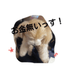 おいでよ♪マルプー（個別スタンプ：10）