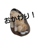 おいでよ♪マルプー（個別スタンプ：12）