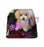 おいでよ♪マルプー（個別スタンプ：14）