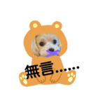 おいでよ♪マルプー（個別スタンプ：16）