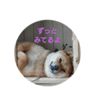 柴犬がっくん（個別スタンプ：6）