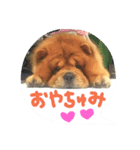 チャウ日和（個別スタンプ：5）