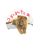 チャウ日和（個別スタンプ：6）