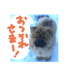 チャウ日和2（個別スタンプ：7）