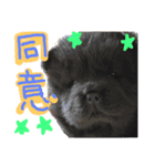 チャウ日和3（個別スタンプ：1）