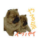チャウ日和3（個別スタンプ：3）