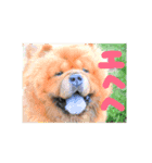 チャウ日和3（個別スタンプ：5）