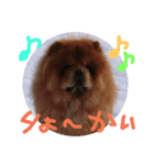 チャウ日和4（個別スタンプ：1）