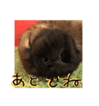 チャウ日和4（個別スタンプ：3）
