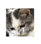 可愛い〜（個別スタンプ：1）