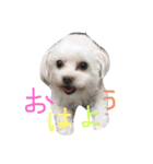 かわいいココア（個別スタンプ：1）