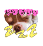 日常会話 実写のチワワのごもく（個別スタンプ：1）