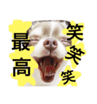 日常会話 実写のチワワのごもく（個別スタンプ：2）