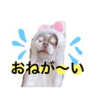 日常会話 実写のチワワのごもく（個別スタンプ：3）