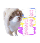 日常会話 実写のチワワのごもく（個別スタンプ：7）