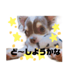 日常会話 実写のチワワのごもく（個別スタンプ：9）