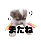 日常会話 実写のチワワのごもく（個別スタンプ：12）