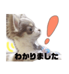日常会話 実写のチワワのごもく（個別スタンプ：14）