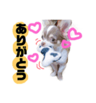 日常会話 実写のチワワのごもく（個別スタンプ：15）