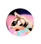 sugar glider Sakura（個別スタンプ：1）