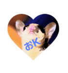sugar glider Sakura（個別スタンプ：2）