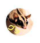 sugar glider Sakura（個別スタンプ：5）