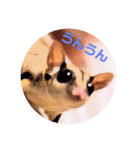 sugar glider Sakura（個別スタンプ：6）