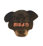 白黒犬ほし（個別スタンプ：1）