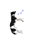白黒犬ほし（個別スタンプ：2）
