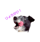 白黒犬ほし（個別スタンプ：3）