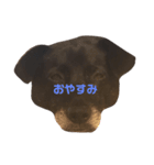 白黒犬ほし（個別スタンプ：4）
