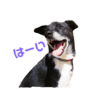 白黒犬ほし（個別スタンプ：5）
