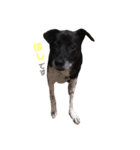 白黒犬ほし（個別スタンプ：7）