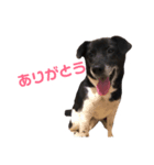 白黒犬ほし（個別スタンプ：8）