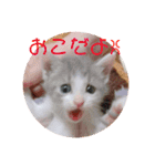 ゆるっときな子②（個別スタンプ：5）
