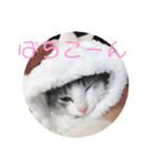 ゆるっときな子②（個別スタンプ：8）