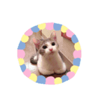 ゆるっときな子②（個別スタンプ：12）