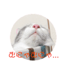 ゆるっときな子②（個別スタンプ：16）