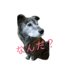 実家の愛犬♡（個別スタンプ：1）