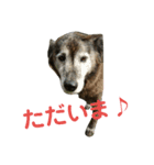 実家の愛犬♡（個別スタンプ：2）