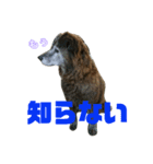 実家の愛犬♡（個別スタンプ：3）