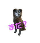 実家の愛犬♡（個別スタンプ：4）