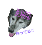 実家の愛犬♡（個別スタンプ：5）