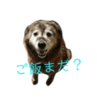 実家の愛犬♡（個別スタンプ：7）